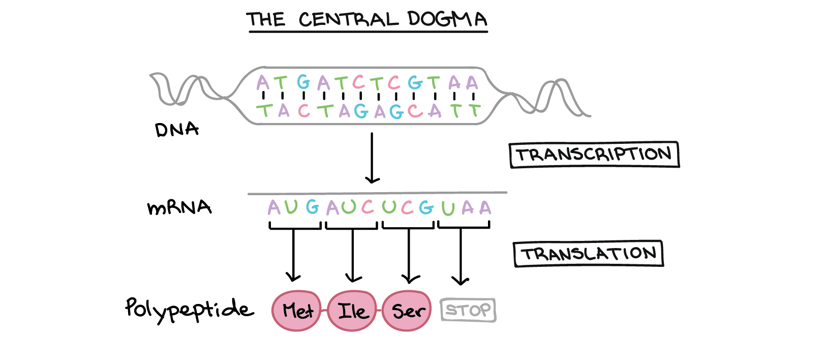 Central Dogma of Molecular Biology